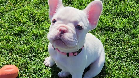 four peaks french bulldogs for sale.